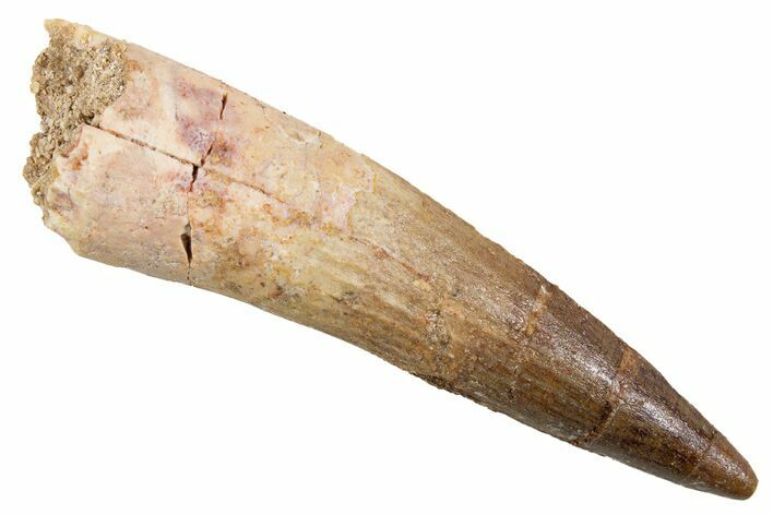 Fossil Spinosaurus Tooth - Real Dinosaur Tooth #345906